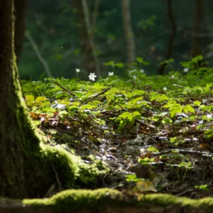 Be More Grounded Meditation